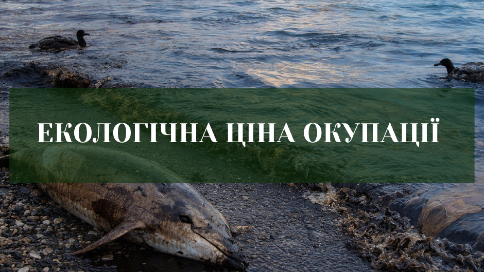 Посуха, нафта і мертві дельфіни: що відбувається з Кримом